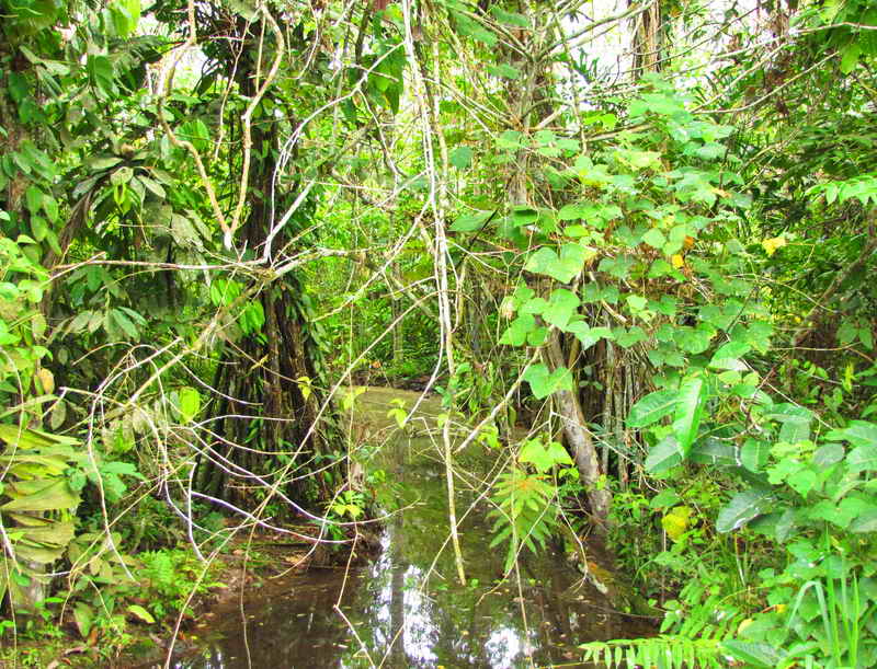 Джунгли Амазонки - Икитос